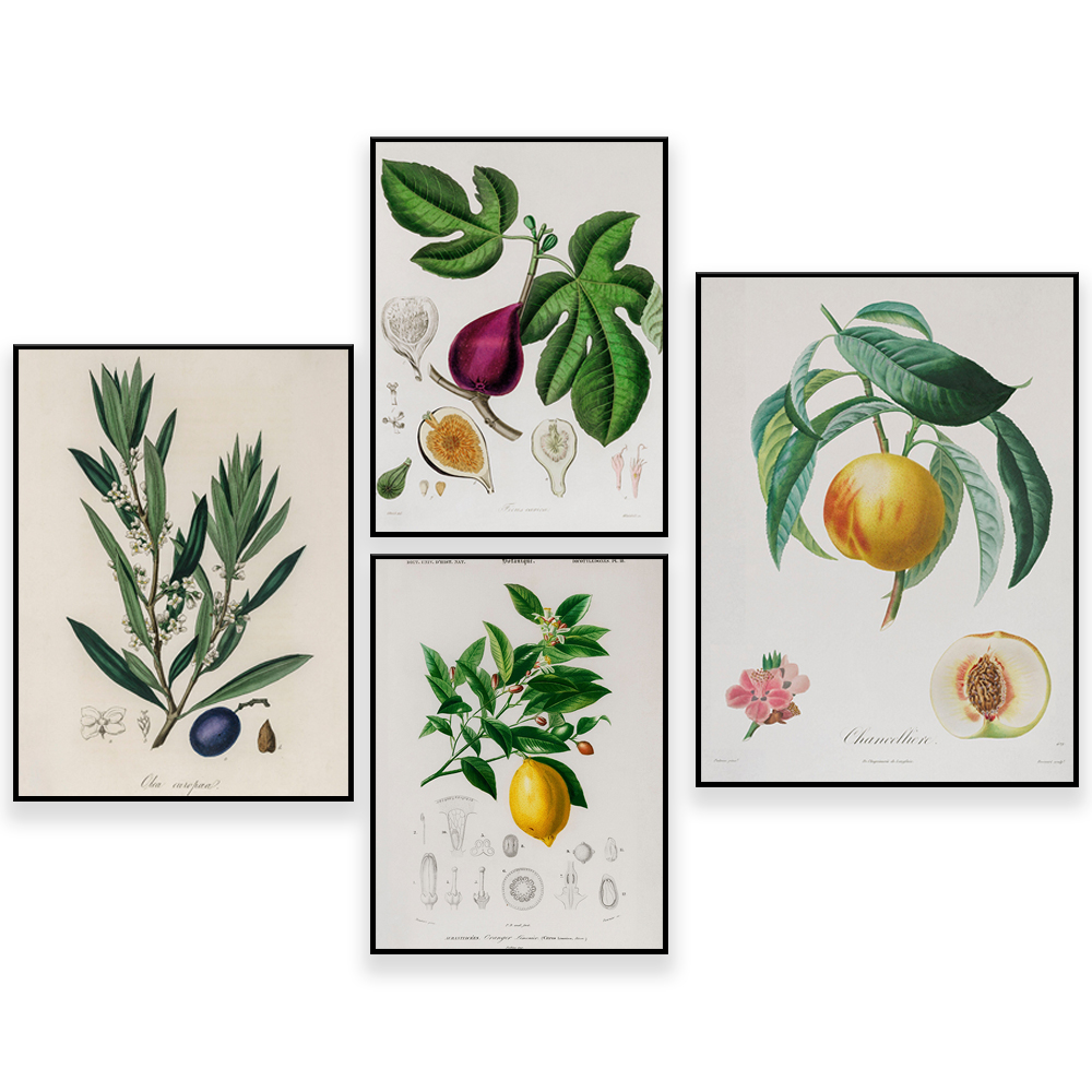 Plant Jackfruit - Ilustrasi antik Botany medis-Fruit-Tree - Flower
